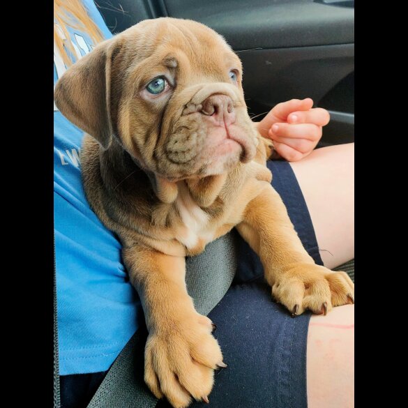 English Bulldog - Both