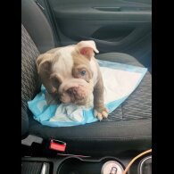 English Bulldog - Both