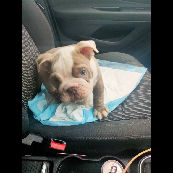 English Bulldog - Both