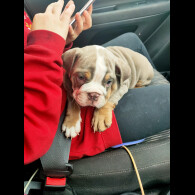 English Bulldog - Both