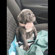 English Bulldog - Both