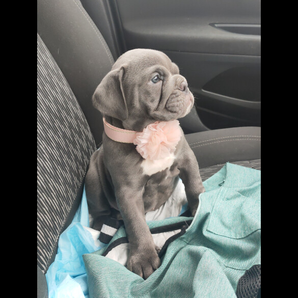 English Bulldog - Both