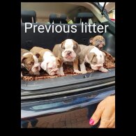English Bulldog - Both