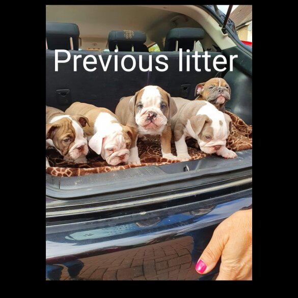 English Bulldog - Both