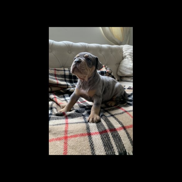 English Bulldog - Both