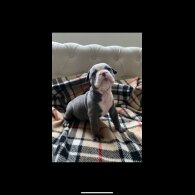English Bulldog - Both