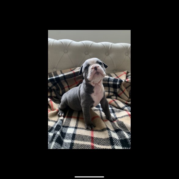 English Bulldog - Both