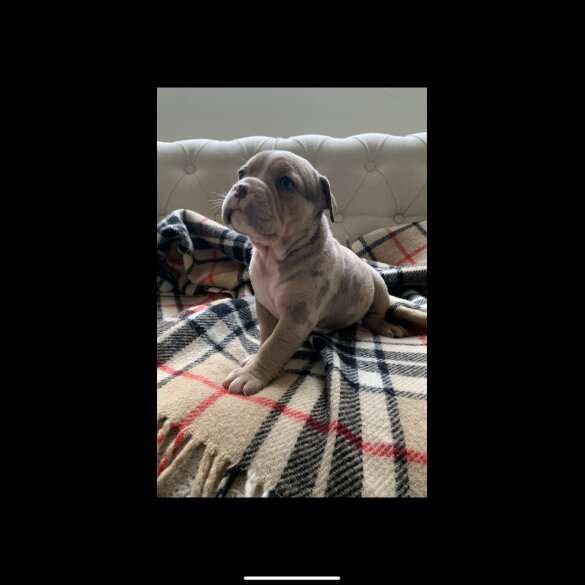 English Bulldog - Both