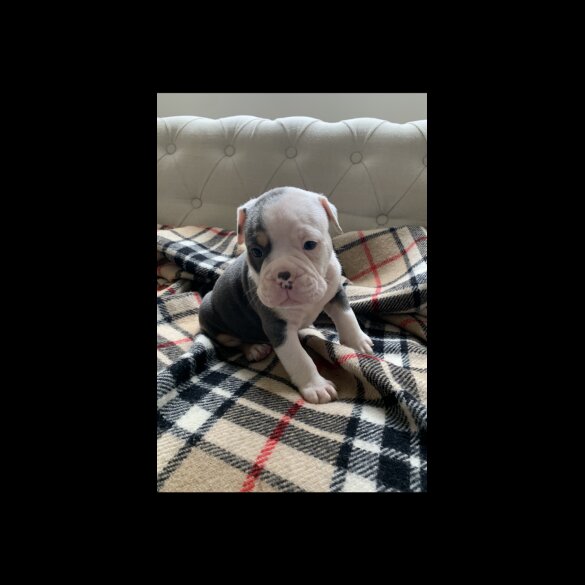 English Bulldog - Both