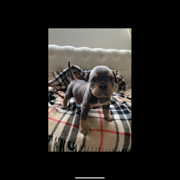English Bulldog - Both