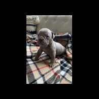 English Bulldog - Both