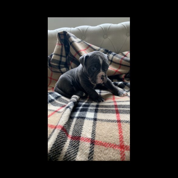 English Bulldog - Both
