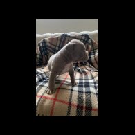 English Bulldog - Both