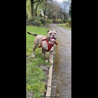 English Bulldog - Both