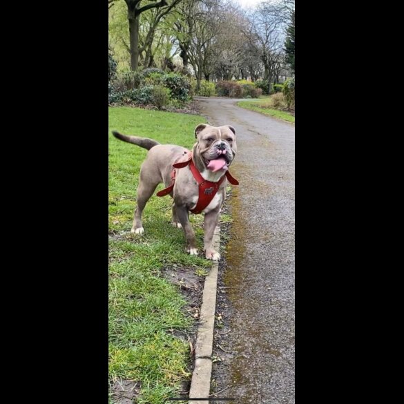 English Bulldog - Both