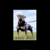 English Bulldog - Both