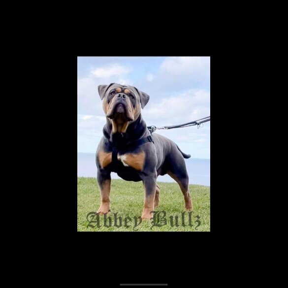 English Bulldog - Both