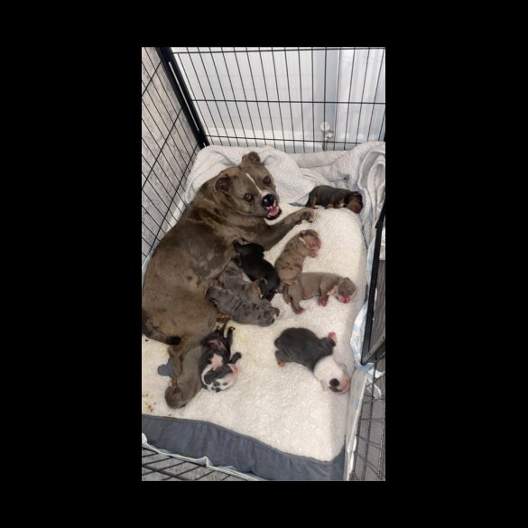 English Bulldog - Both