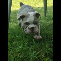 English Bulldog - Both
