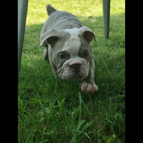English Bulldog - Both