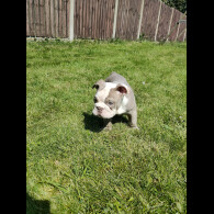 English Bulldog - Both