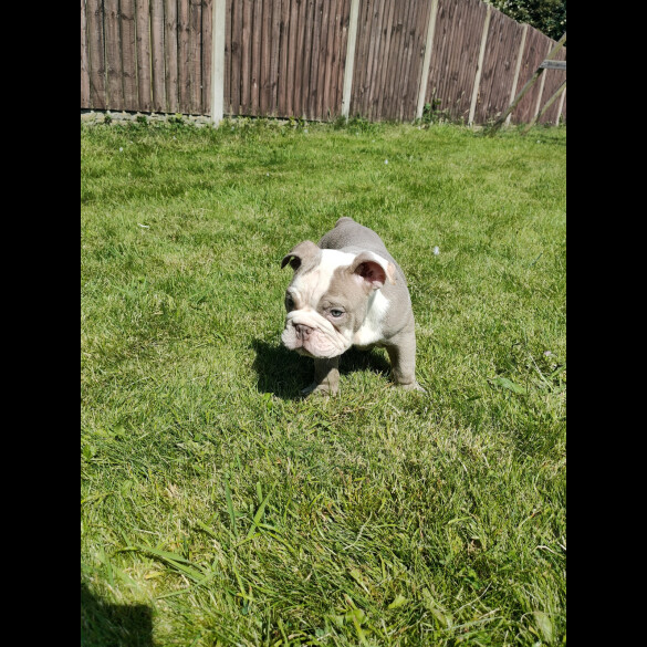 English Bulldog - Both