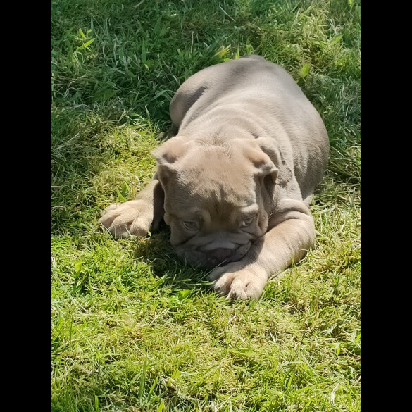 English Bulldog - Both