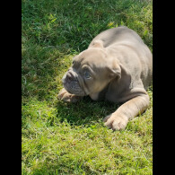 English Bulldog - Both