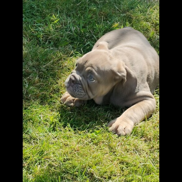 English Bulldog - Both