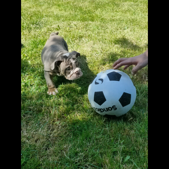 English Bulldog - Both