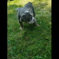 English Bulldog - Both