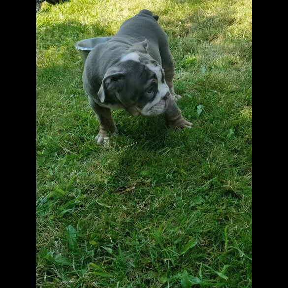 English Bulldog - Both