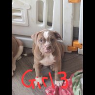 English Bulldog - Both