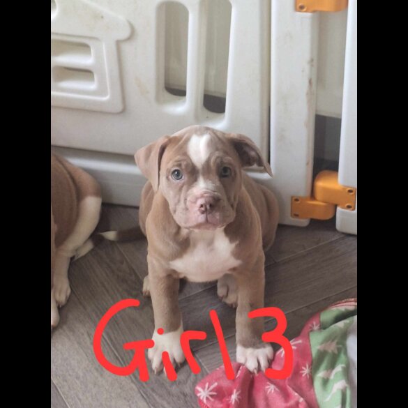 English Bulldog - Both
