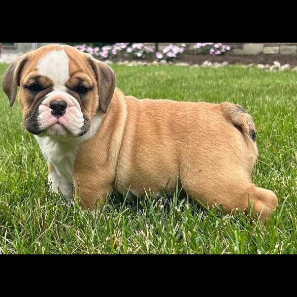 English Bulldog - Both