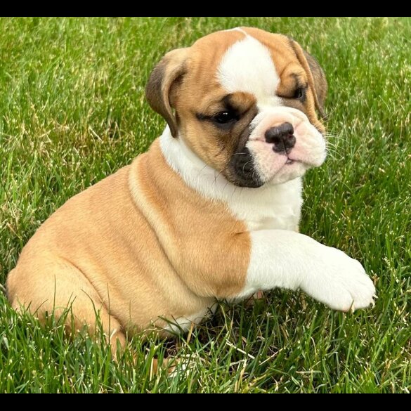 English Bulldog - Both