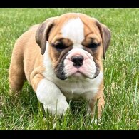 English Bulldog - Both