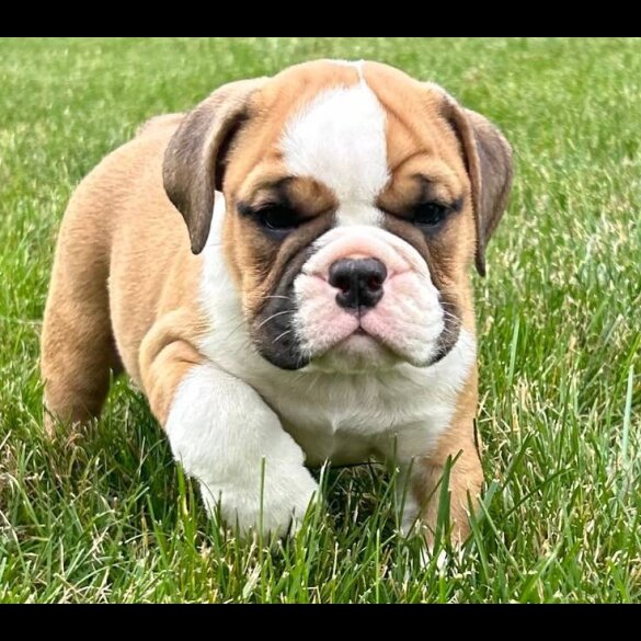 English Bulldog - Both