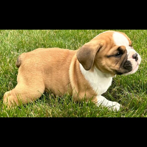 English Bulldog - Both
