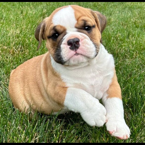 English Bulldog - Both