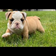 English Bulldog - Both