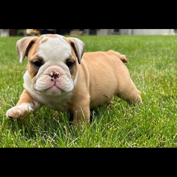 English Bulldog - Both