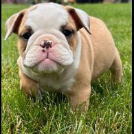 English Bulldog - Both