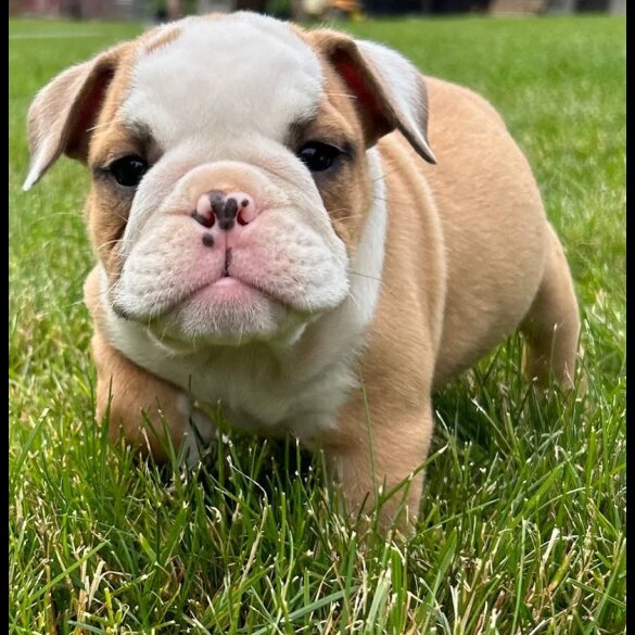 English Bulldog - Both