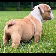 English Bulldog - Both
