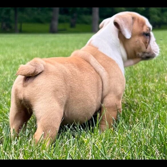 English Bulldog - Both