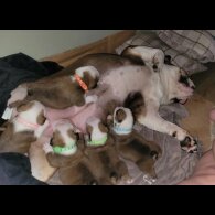 English Bulldog - Both