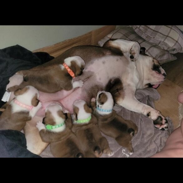 English Bulldog - Both