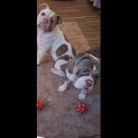 English Bulldog - Both