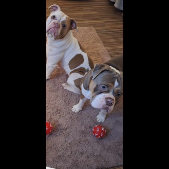 English Bulldog - Both